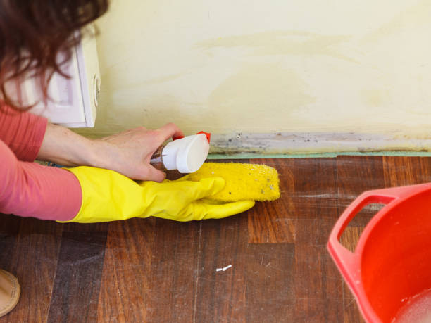  La Habra, CA Mold Removal Pros